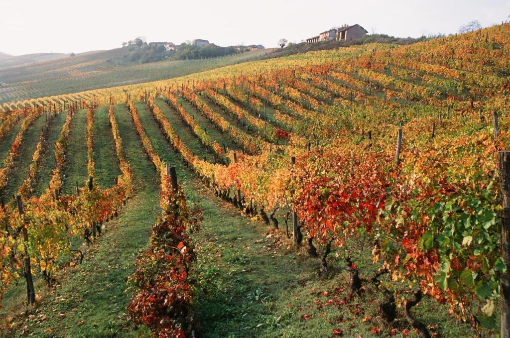 Marchesi Alfieri - Cantine E Ospitalita San Martino Alfieri Extérieur photo